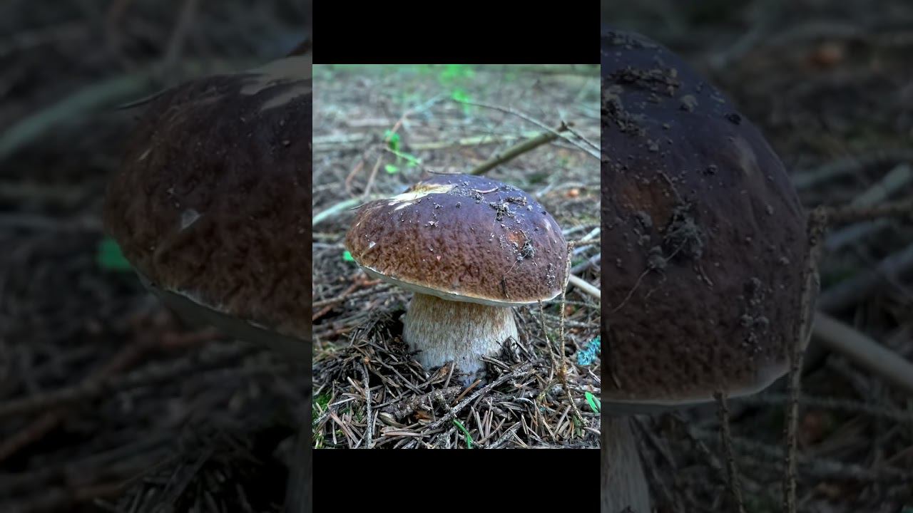 УЖЕ СКОРО НА ВСЕХ ГРИБНИЦАХ СТРАНЫ! Должно, по крайней мере...))