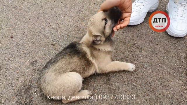 Кнопе, которая живет пока у нас на даче, ищем дом! Чуть больше месяца назад из под нашего автомоб смотреть онлайн