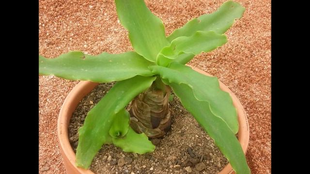 4ª PARTE DE SUCULENTAS NO CACTÁCEAS,CON SUS NOMBRES. смотреть онлайн