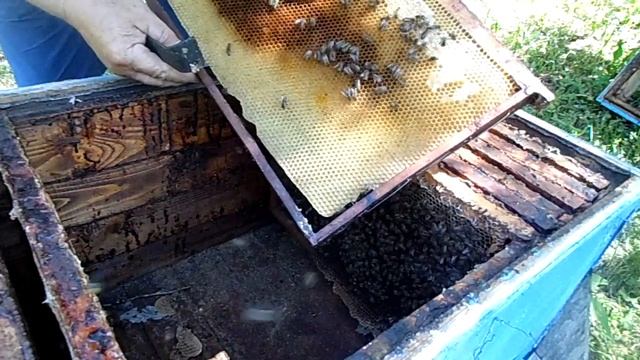 Пчелы. 16 июня 2023 года. смотреть онлайн