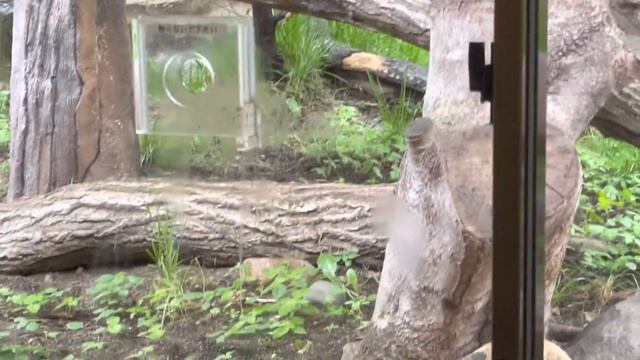 Кошки Манул Полли и Бору едят закуски. Закуска - конина ❣ Царство животных Насу 11 июня 2023 г. смотреть онлайн