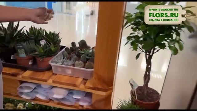 #34 Обзор новой поставки комнатных растений | Редкие сорта аглоанем, большой выбор суккулентов смотреть онлайн
