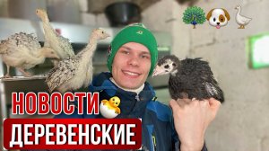 Жизнь в деревне   ВЕСЕННИЙ ДЕНЬ В ДЕРЕВНЕ☀️ Планы на СЕЗОН 2024 ✅ Наше птичье Царство