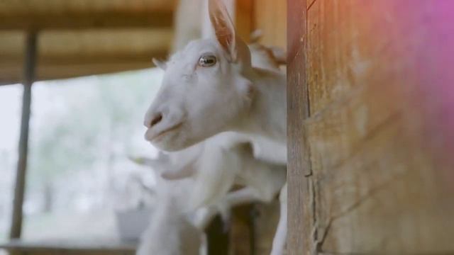 Овца показывает язык Крик овцы Как говорит овца, Голос овцы