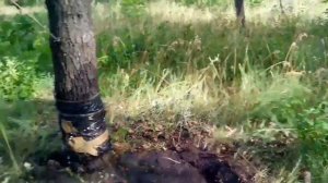 Чесалка для кабана