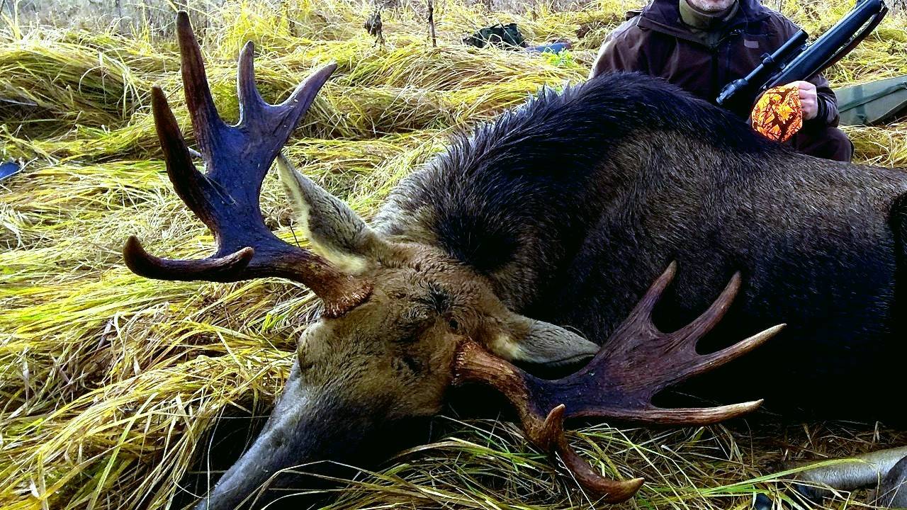 Охота на ЛОСЯ загоном, первый ТРОФЕЙ