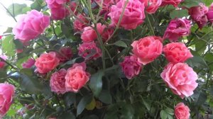Rose Jean Cocteau