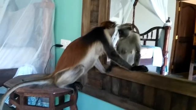 Занзибар Красный Колобус смотреть онлайн