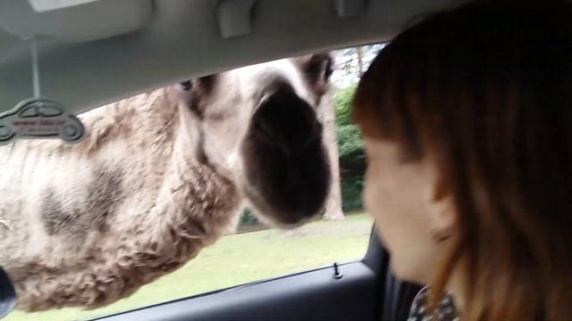 Путешествие в Германию на машине. Своим ходом. смотреть онлайн