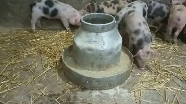 поилка для выпойки поросят сухим молоком смотреть онлайн