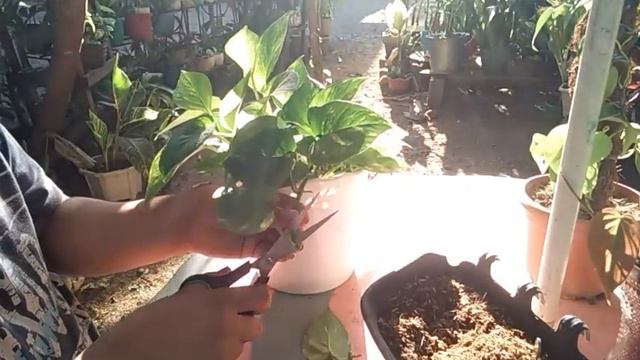 HOW TO PROPAGATE GOLDEN POTHOS || GOLDEN POTHOS PROPAGATION || POTHOS PLANT || GREIZEN JOHN VILORIA смотреть онлайн