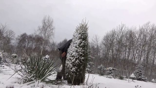 Zabezpieczanie iglaków przed ciężkim śniegiem. смотреть онлайн