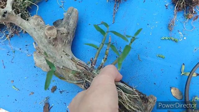 Рассаживаю куст монилиформе. смотреть онлайн