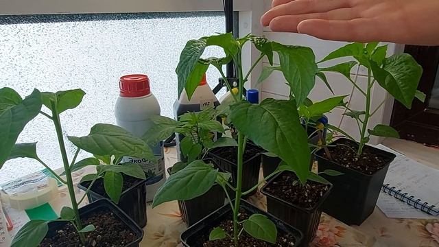 Режем рассаду острого перца для большего урожая! смотреть онлайн