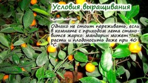 МАНДАРИН ?: выращивание из косточки?, посадка и уход