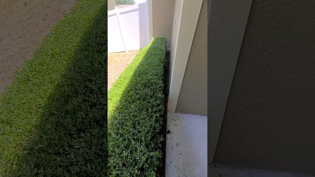Hedge trimming skills смотреть онлайн