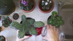 04. Фиалки и Янтарная кислота. Полив.