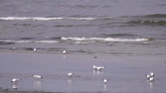 Чайки, Балтийское море смотреть онлайн