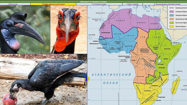 42 Пять странных птиц смотреть онлайн