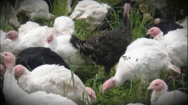 Чем кормить индюшек смотреть онлайн