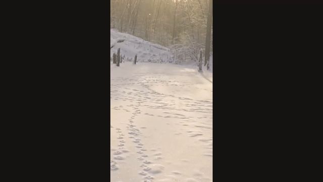 tit ???winter worries, birds cares winter, синички зимние заботы смотреть онлайн
