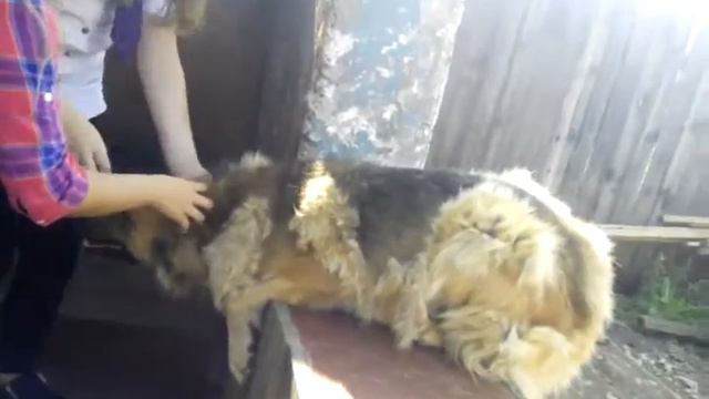 Анена собака Найда смотреть онлайн