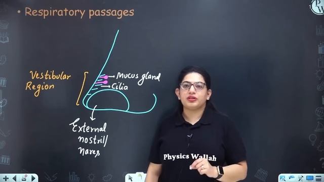 Breathing & Exchange of Gases 01 | Introduction | Human Respiratory System | Class 11/NEET | RAFTAA смотреть онлайн