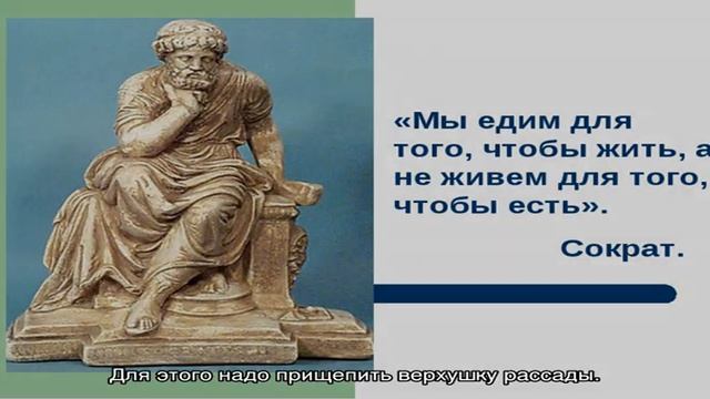 Формируем петунию, чтобы получить пышный куст смотреть онлайн