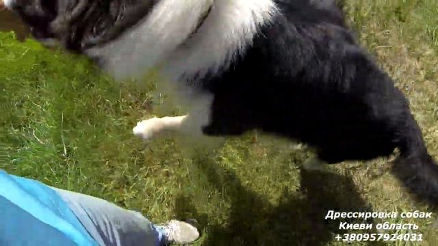 177. Почему собакам нельзя давать игрушки с пищалкой смотреть онлайн