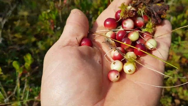 как растёт клюква на болоте смотреть онлайн