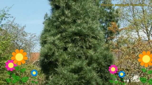 Сосна гималайская Денса. Краткий обзор, описание характеристик pinus wallichiana Densa смотреть онлайн