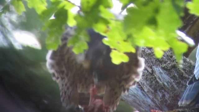 Fledgling Peregrine Falcon feeding at the Falls of Clyde, Scotland смотреть онлайн