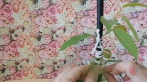 Формирование ствола фикуса спиралью