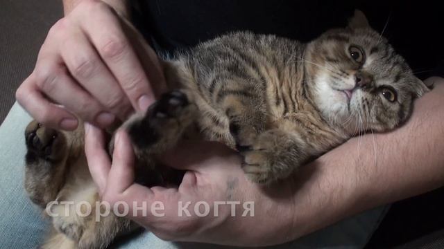 жизнь вне орхидей 13. Как подстричь коту КОГТИ? Стригу ВПЕРВЫЕ смотреть онлайн