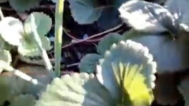 Осенние краски смотреть онлайн