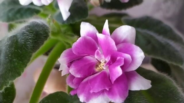 10 СОРТОВ ФИАЛОК С НАЗВАНИЯМИ. смотреть онлайн