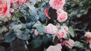 ?Роза Мэри Энн - красавица в моем саду.