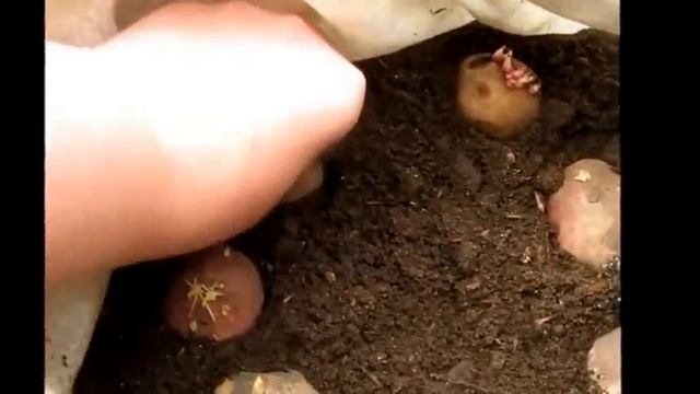 Огород без хлопот Высаживаем картофель глазками в мешок.Часть 1. смотреть онлайн