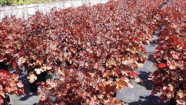 Best Perennials - Heuchera 'Peach Crisp' (Coral Bells) смотреть онлайн