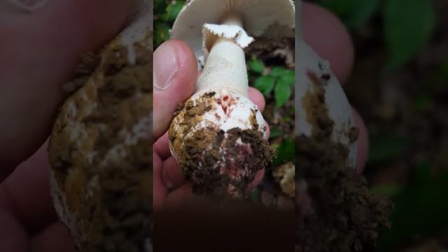 Amanita franchetii смотреть онлайн