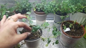 Кампанула зимой. (2022год)