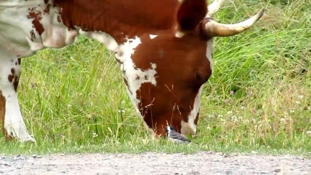 Корова жует траву смотреть онлайн