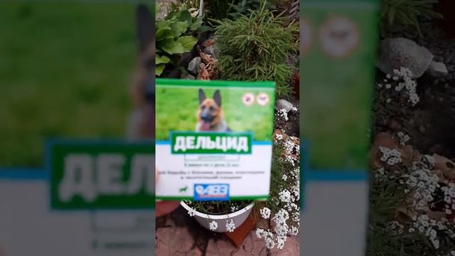 аллисум Сноу Принцес смотреть онлайн