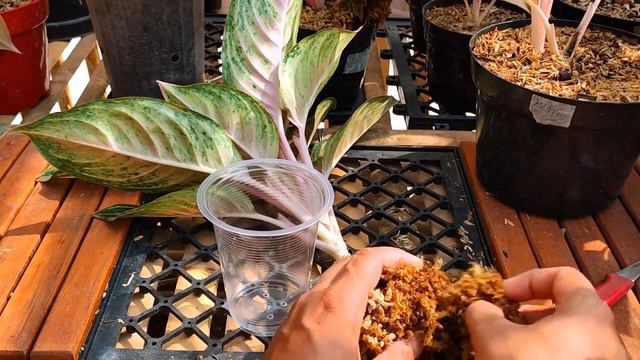 Aglonema pink Panama propogation смотреть онлайн
