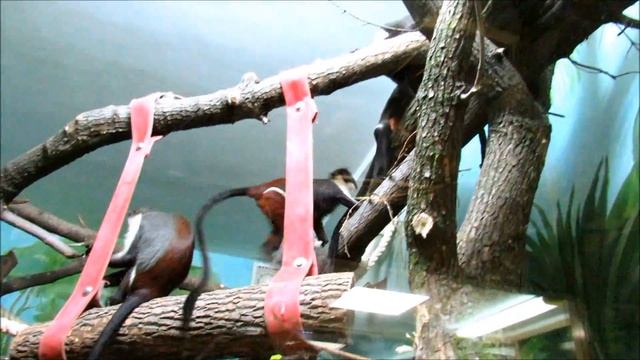 Мартышка диана и малыш. 27.09.19 г. смотреть онлайн