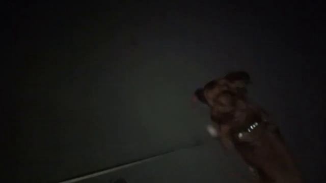 Народные приметы про собаку в доме смотреть онлайн