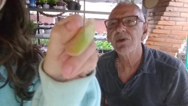 VIDEO 51 – ECHEVERIA GIBIFLORA ECUADOR - PART. ISADORA смотреть онлайн