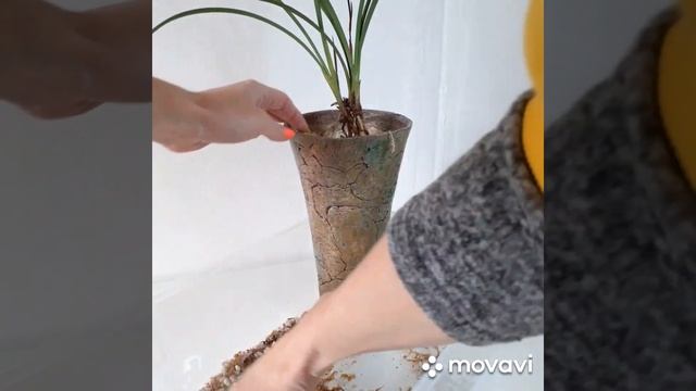 Посадка японского цимбидиума Cymbidium ensifolium смотреть онлайн