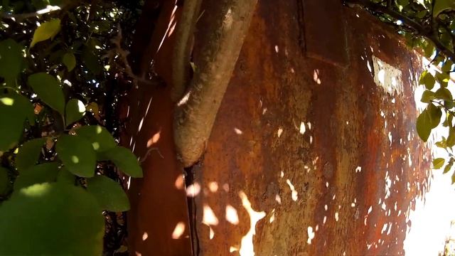 Растение выросло внутри гаража - ветки торчат наружу