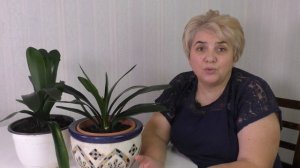 УХОД ЗА КЛИВИЕЙ ПОСЛЕ ЦВЕТЕНИЯ. Мои цветы. Мой опыт.